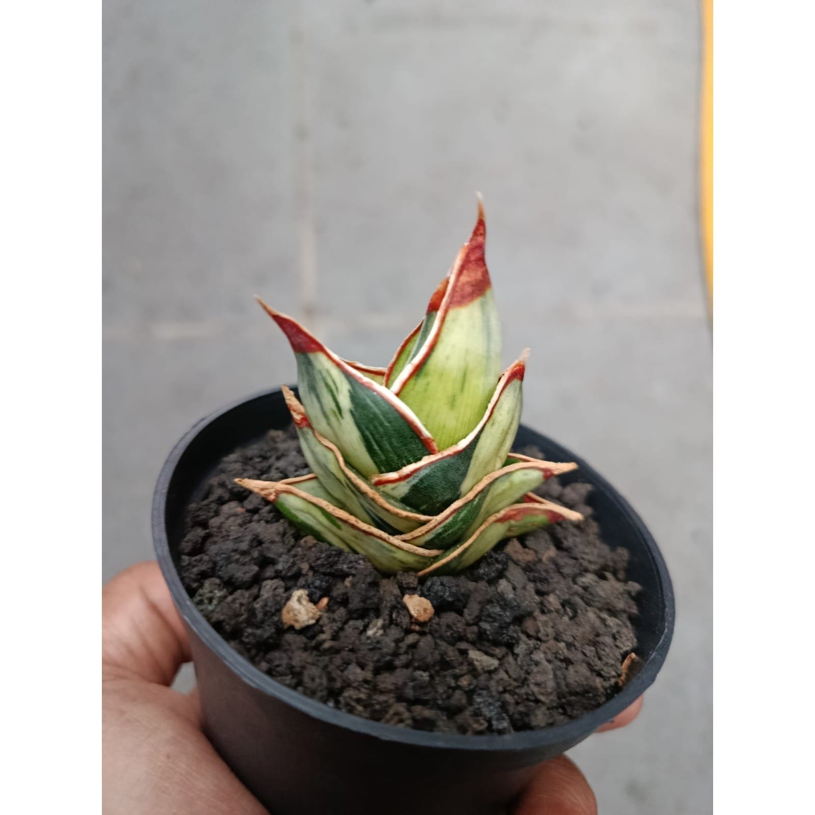 Sansevieria Rorida Dagger White Embosss Variegated, real gallery image #1 plants. Picture taken directly from kaktus.id community Sansevieria farmer green houses.
