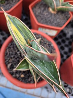 Sansevieria Rorida Variegated (medium Size)