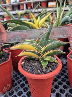 Sansevieria Rorida Variegated (medium Size)