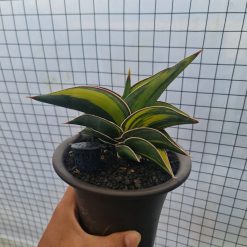 Sansevieria Rorida Variegated (medium Size)