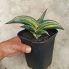 Sansevieria Rorida Variegated (medium Size)