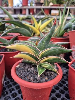 Sansevieria Rorida Variegated (medium Size)