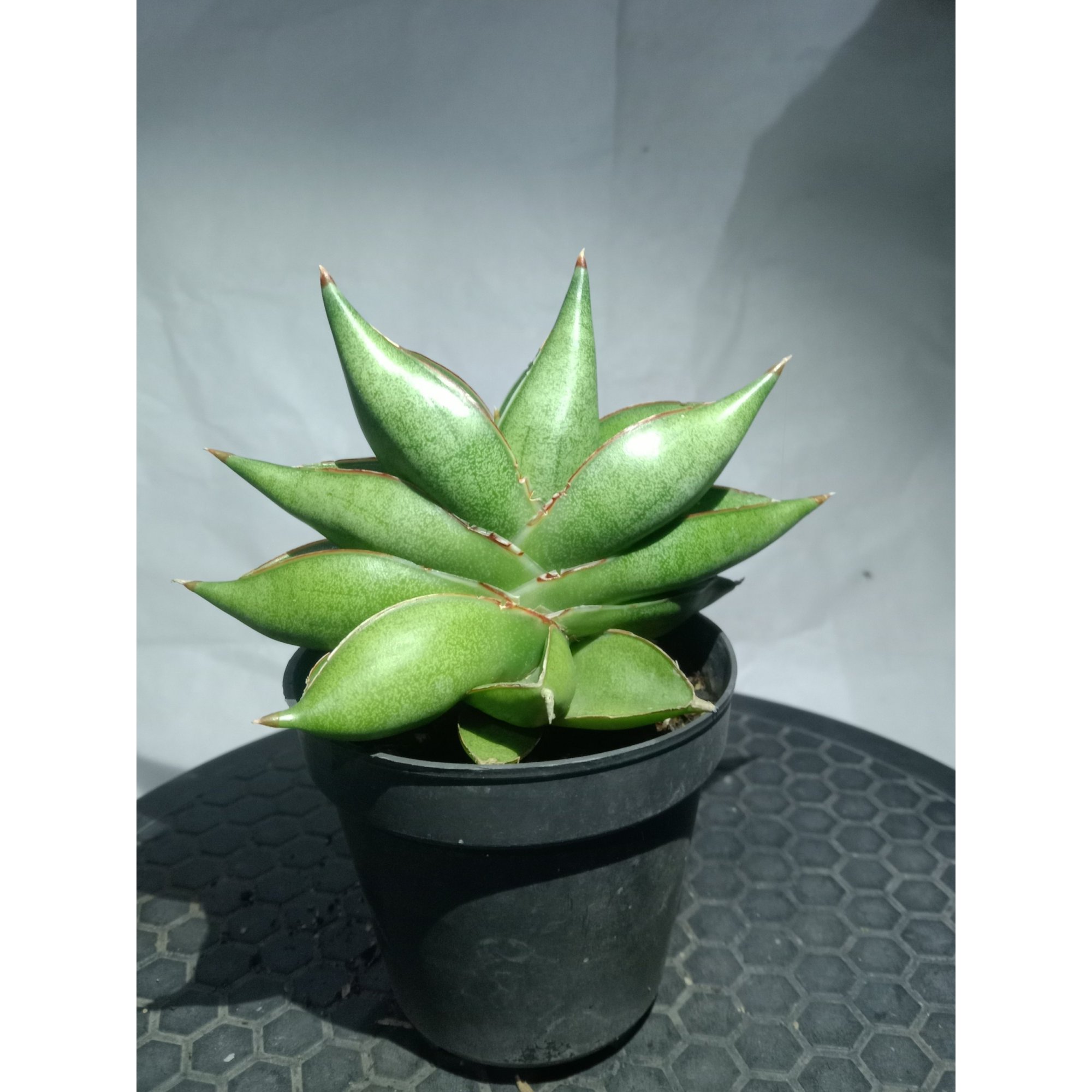 Sansevieria Rorida X Boncel Mutatiton, real feature image plant. Picture taken directly from kaktus.id community Sansevieria farmer green houses.