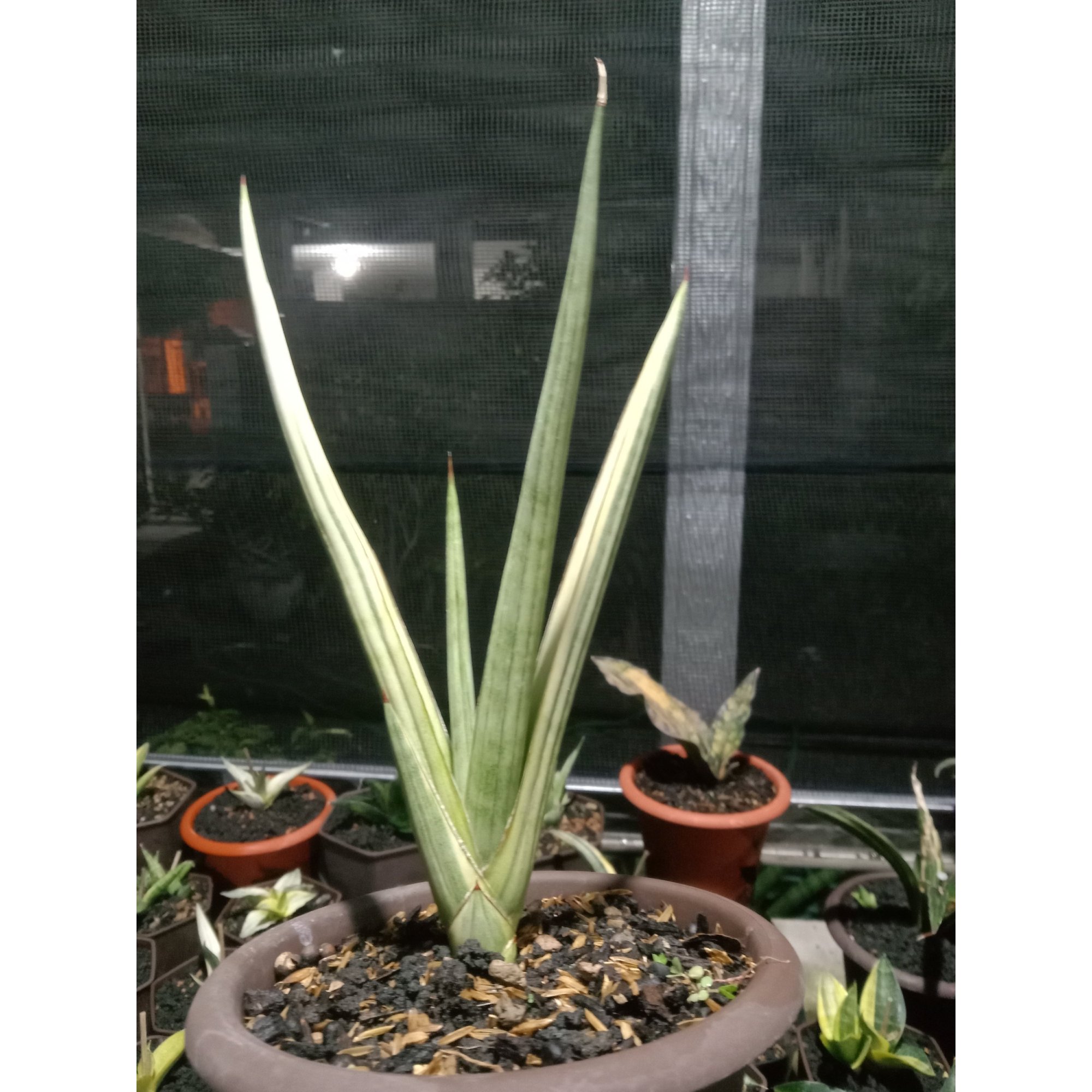 Sansevieria Royal Crown Variegated, real feature image plant. Picture taken directly from kaktus.id community Sansevieria farmer green houses.