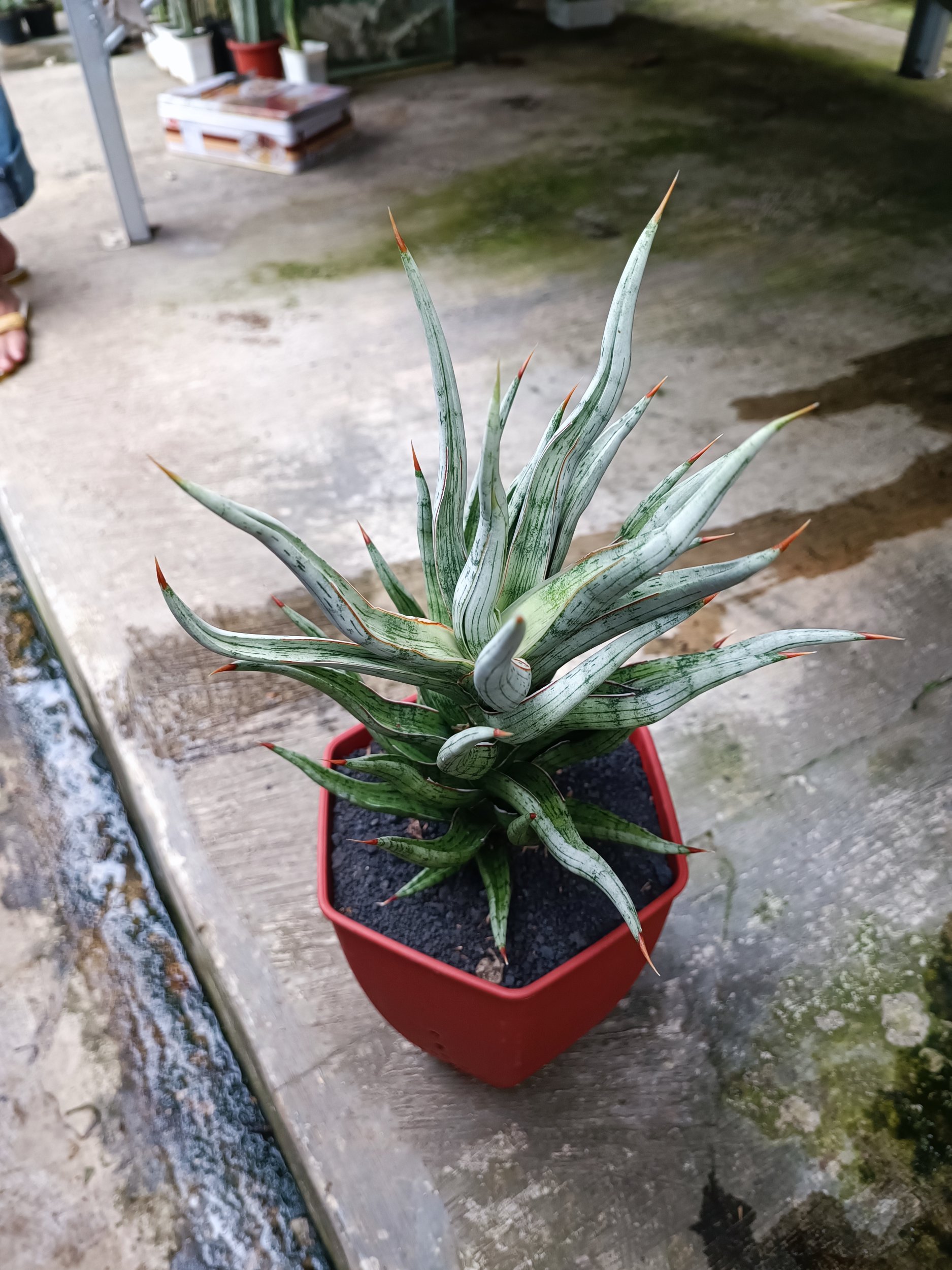 Sansevieria Rudal size 30 cm, real gallery image #1 plants. Picture taken directly from kaktus.id community Sansevieria farmer green houses.