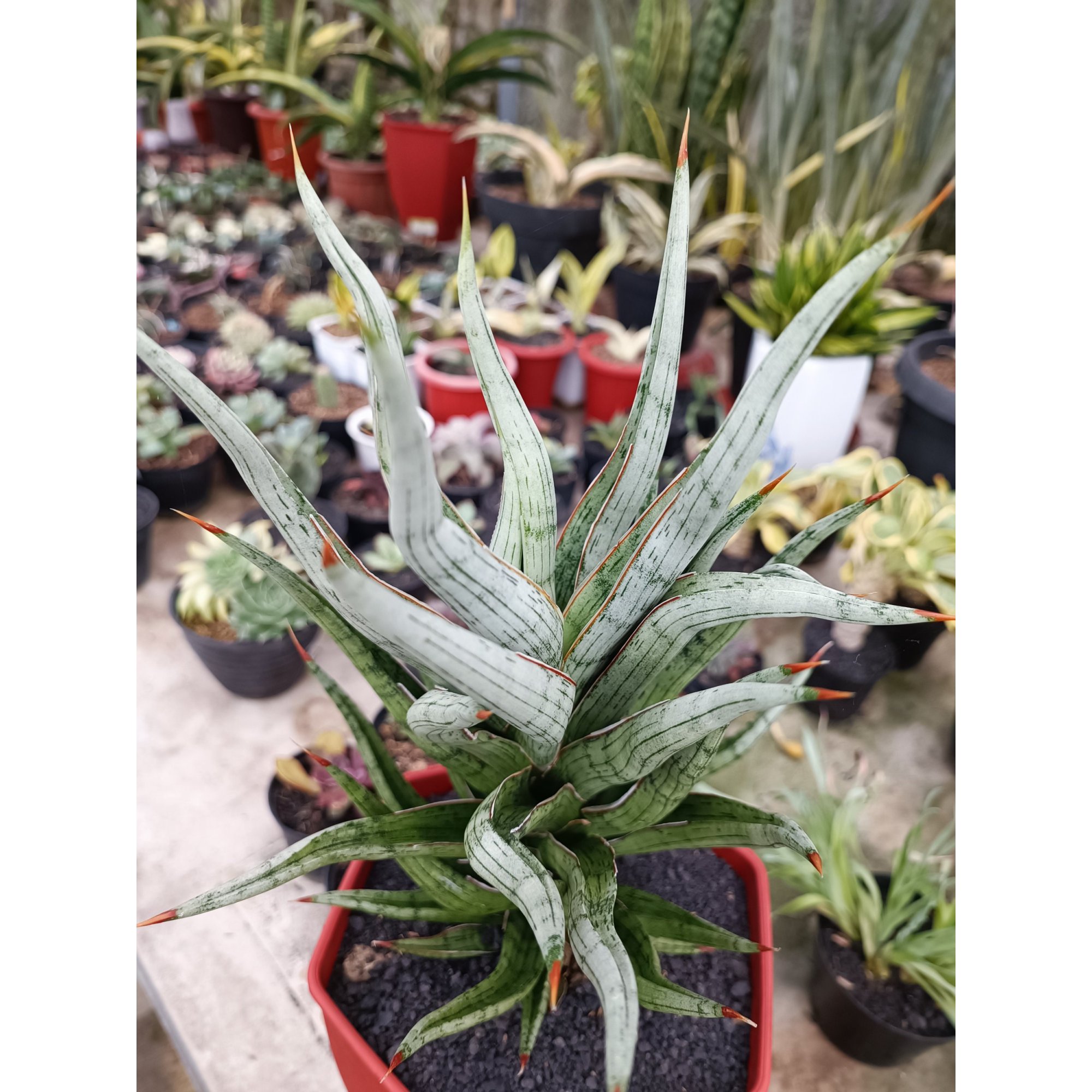 Sansevieria Rudal size 30 cm, real feature image plant. Picture taken directly from kaktus.id community Sansevieria farmer green houses.