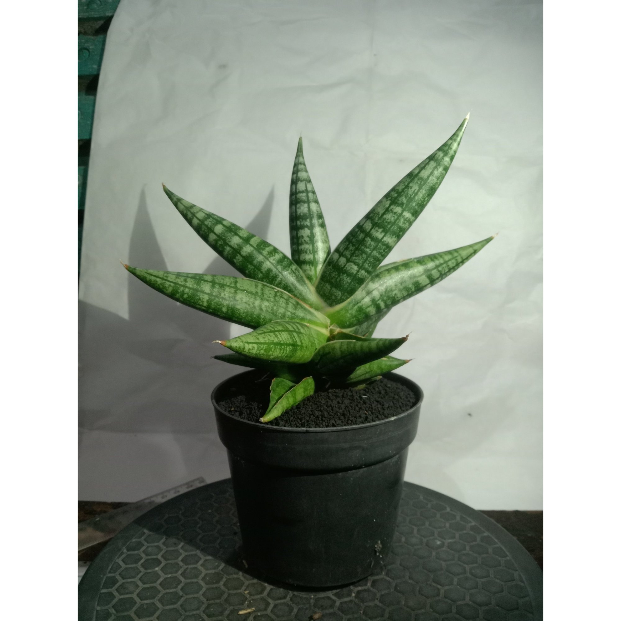 Sansevieria Senja, real feature image plant. Picture taken directly from kaktus.id community Sansevieria farmer green houses.