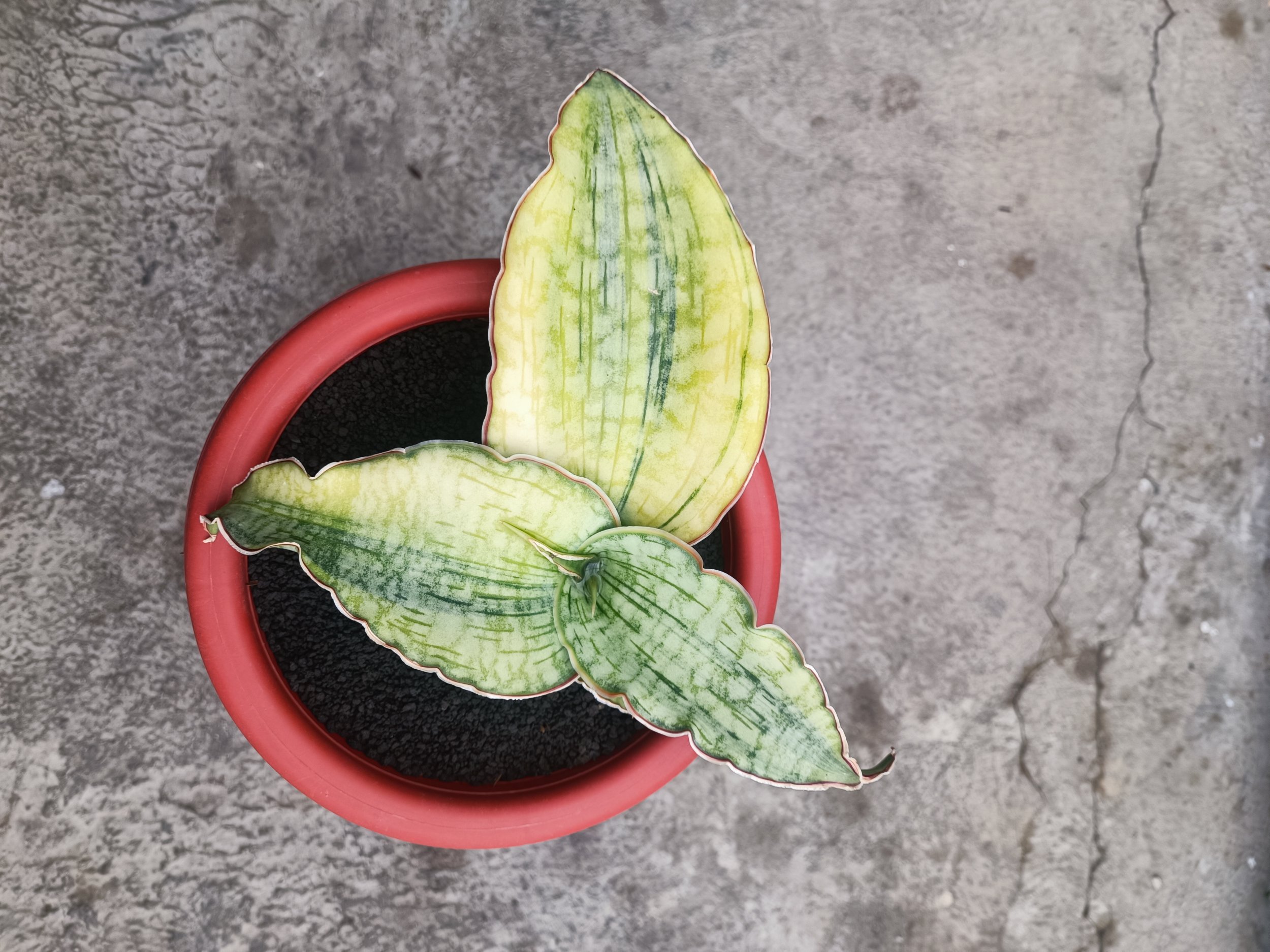 Sansevieria Silver Blue Aurea Variegated size 15 cm, real gallery image #1 plants. Picture taken directly from kaktus.id community Sansevieria farmer green houses.