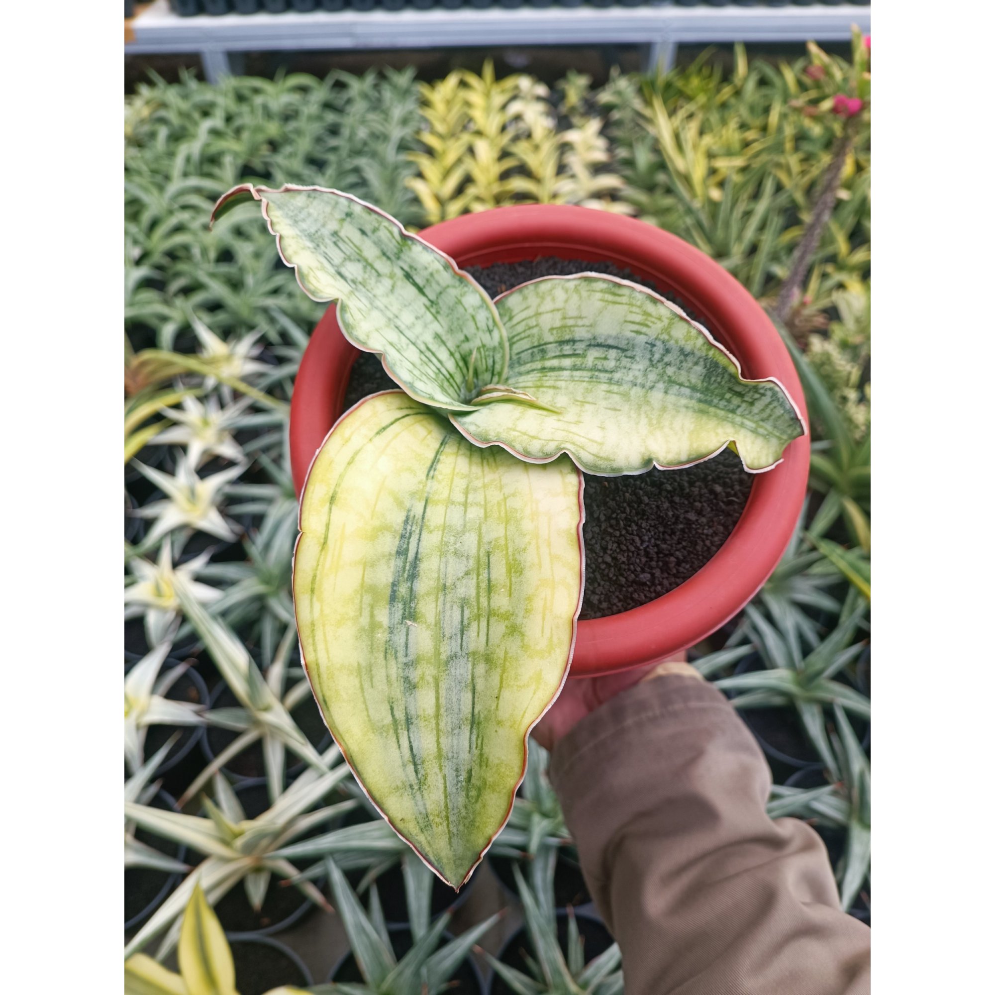 Sansevieria Silver Blue Aurea Variegated size 15 cm, real feature image plant. Picture taken directly from kaktus.id community Sansevieria farmer green houses.