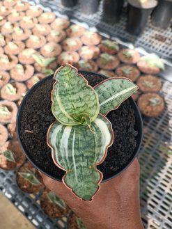 Sansevieria Silver Blue Variegated