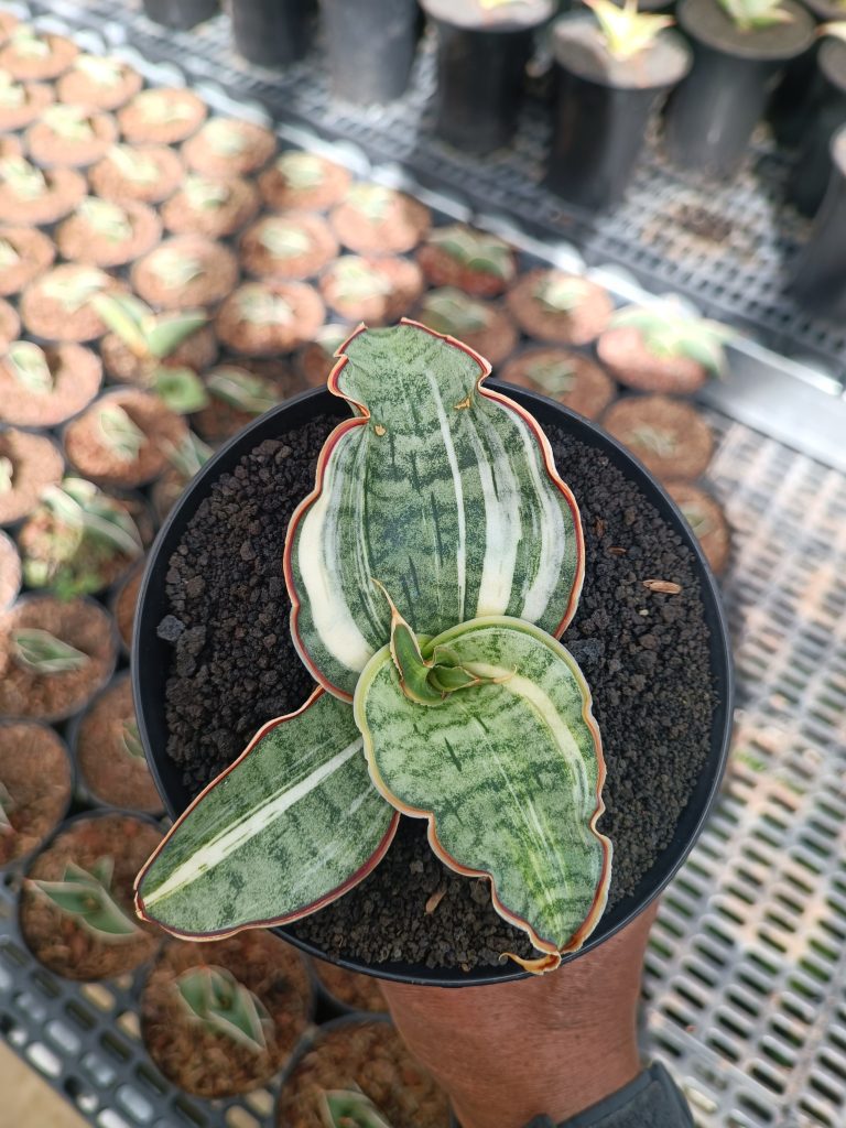 kaktus.id