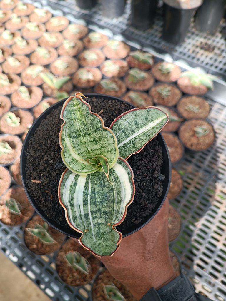 kaktus.id