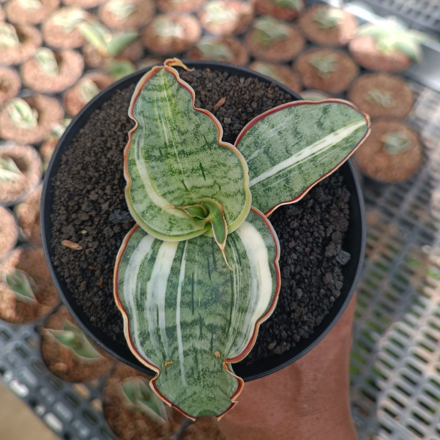 Sansevieria Silver Blue Variegated