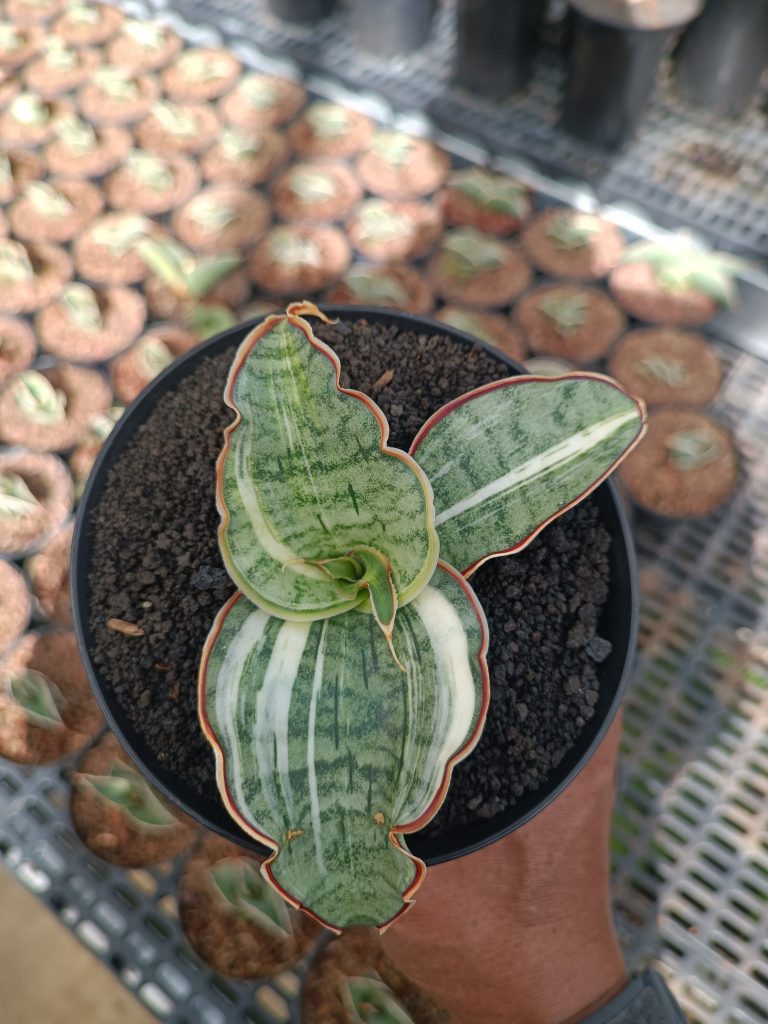kaktus.id