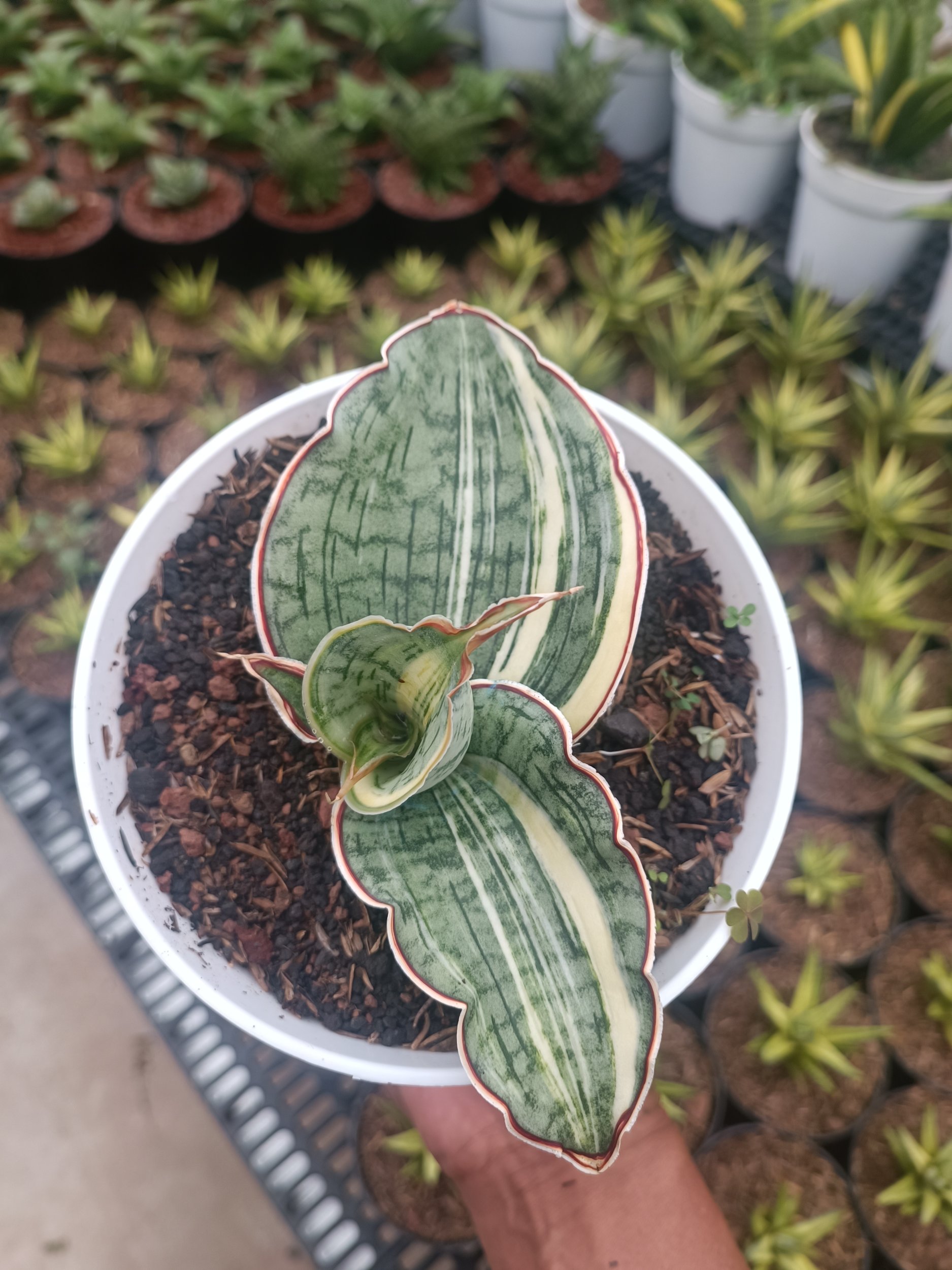 Sansevieria Silver Blue Variegated, real gallery image #3 plants. Picture taken directly from kaktus.id community Sansevieria farmer green houses.