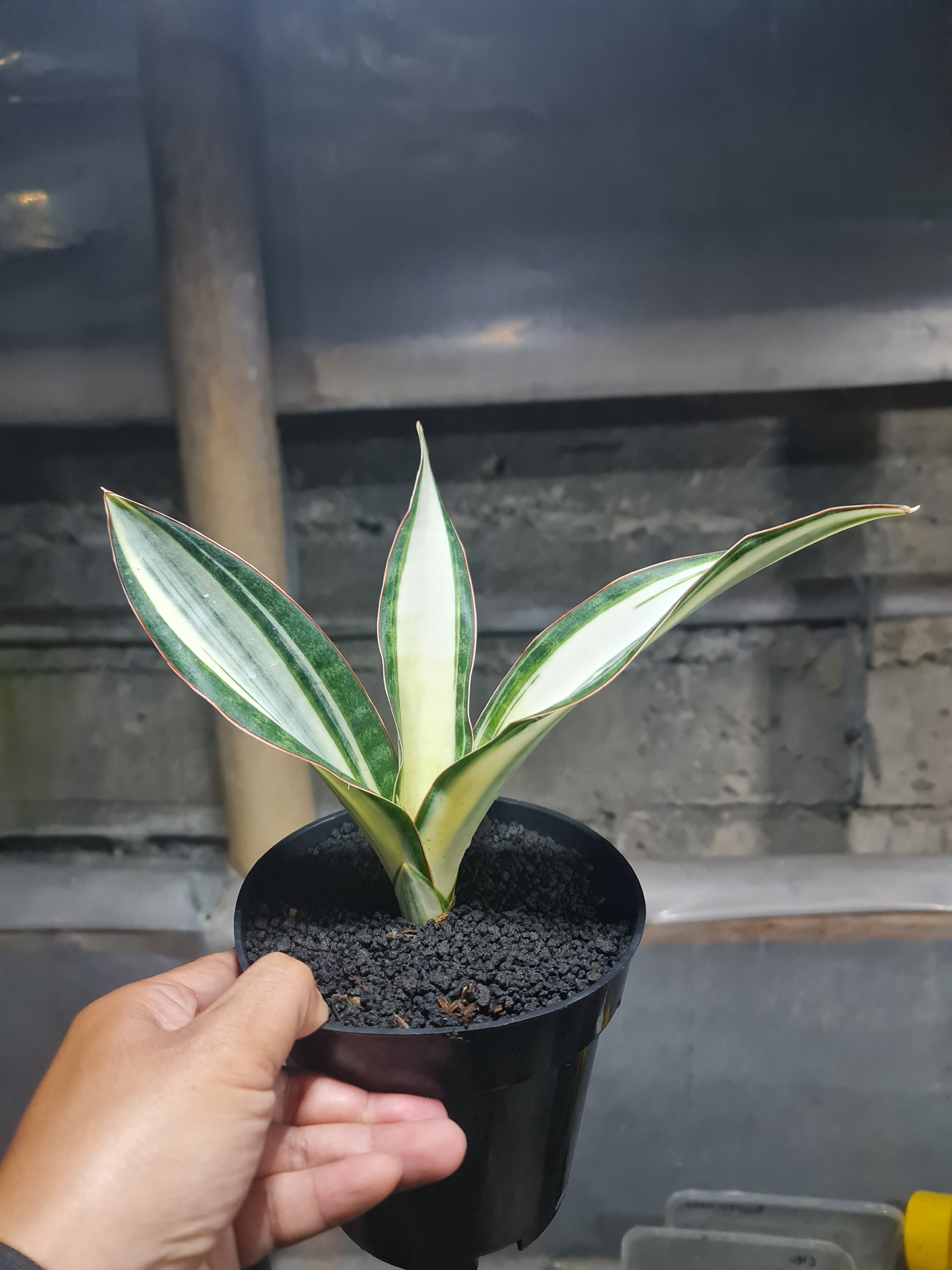 Sansevieria Silver Rose Size 22cm, real gallery image #1 plants. Picture taken directly from kaktus.id community Sansevieria farmer green houses.