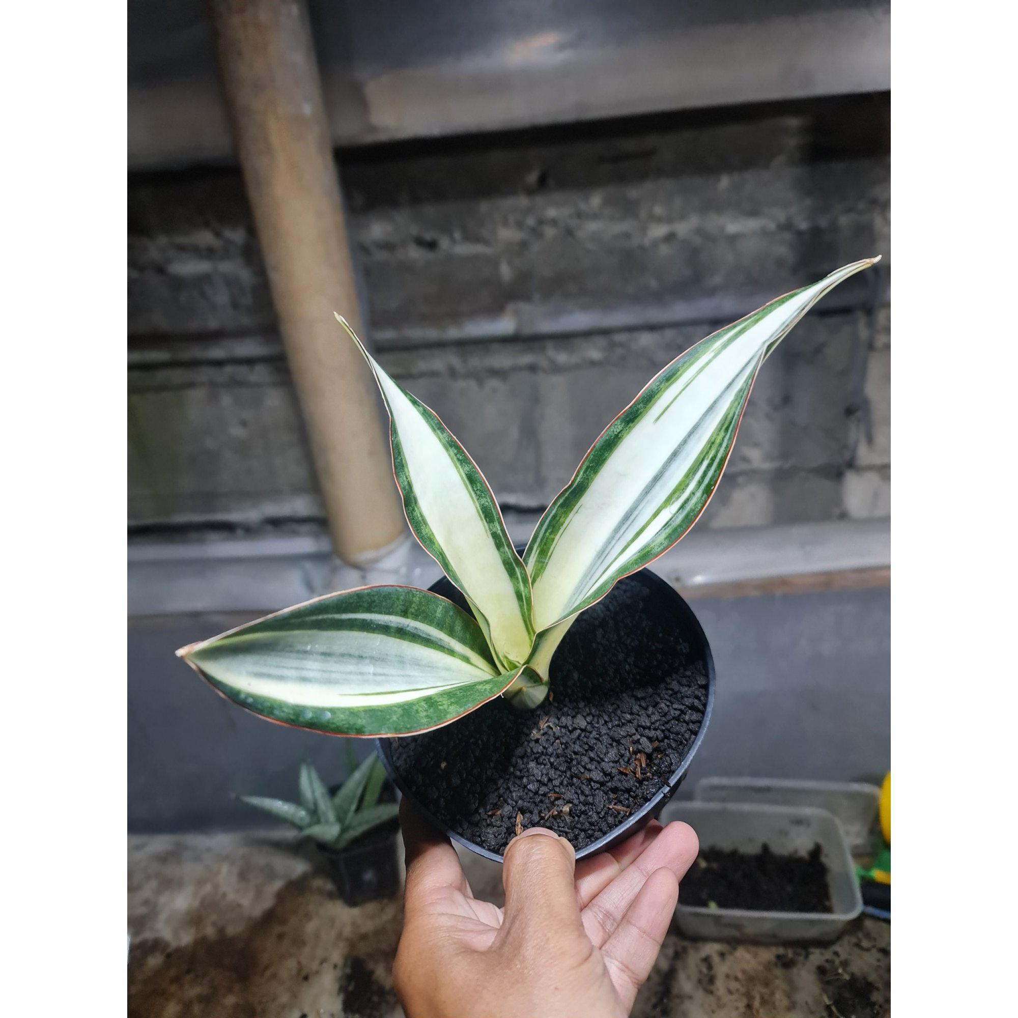 Sansevieria Silver Rose Size 22cm, real feature image plant. Picture taken directly from kaktus.id community Sansevieria farmer green houses.