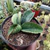 Sansevieria Sinus Zimbabwe