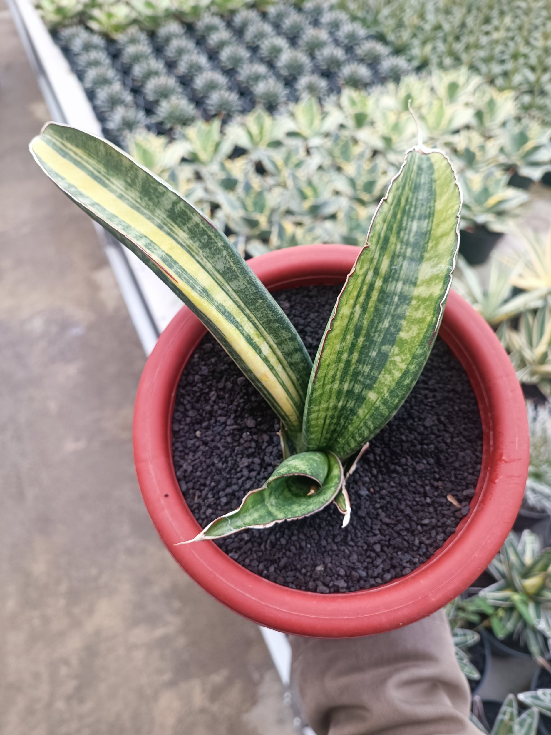 Sansevieria Sinus Zimbabwe size 15 cm, real gallery image #1 plants. Picture taken directly from kaktus.id community Sansevieria farmer green houses.