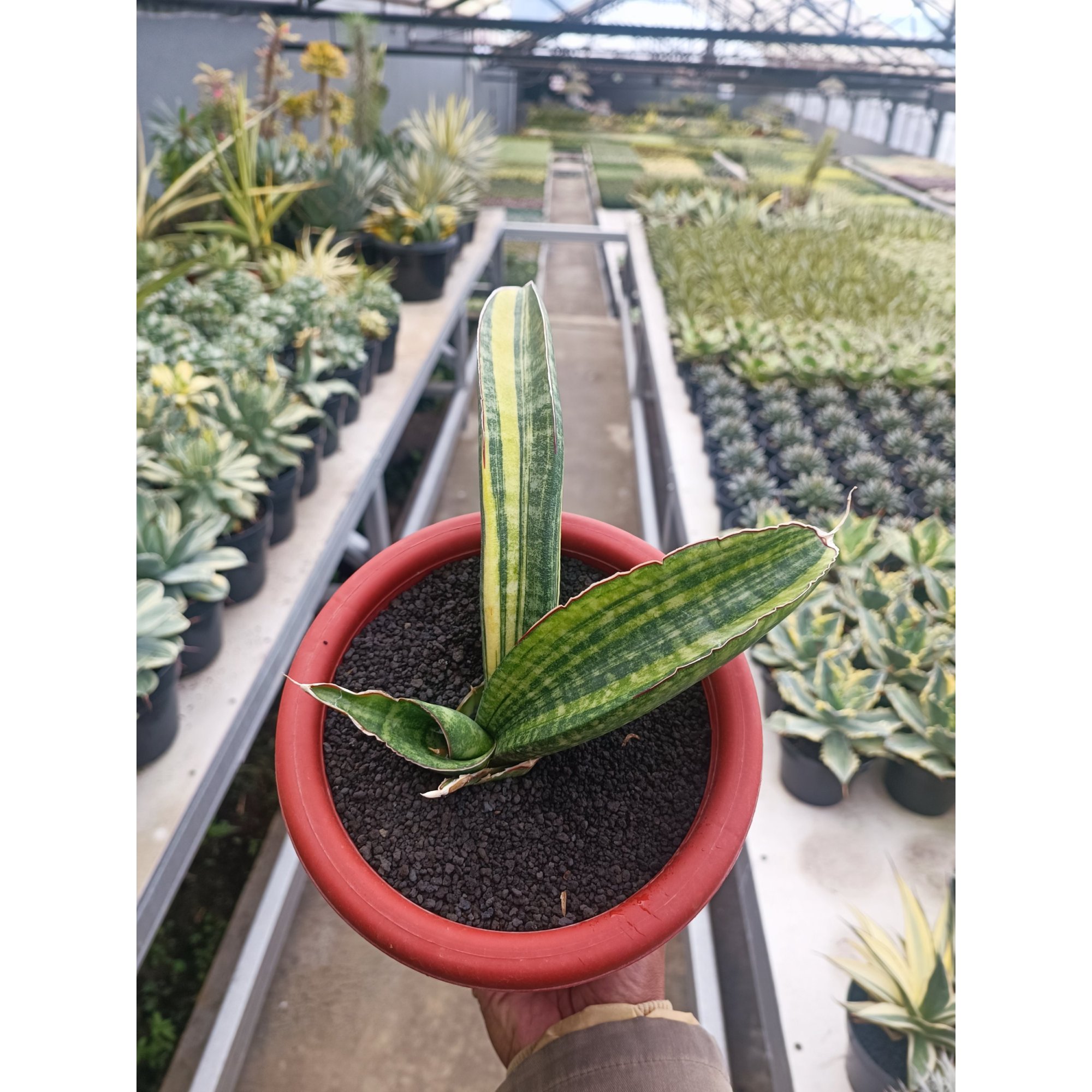 Sansevieria Sinus Zimbabwe size 15 cm, real feature image plant. Picture taken directly from kaktus.id community Sansevieria farmer green houses.