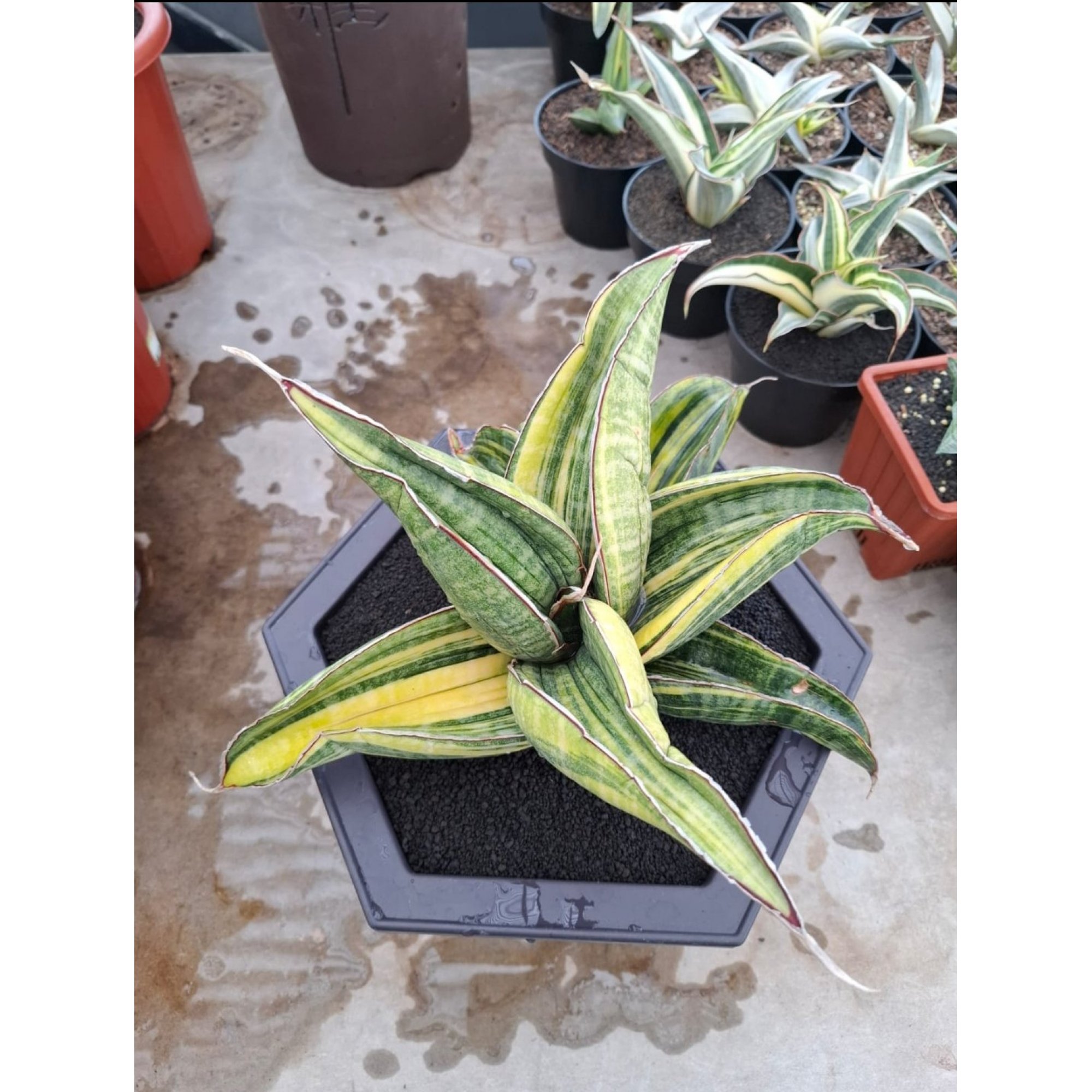 Sansevieria Sinus Zimbabwe Rosettete Size 32 Cm, real feature image plant. Picture taken directly from kaktus.id community Sansevieria farmer green houses.
