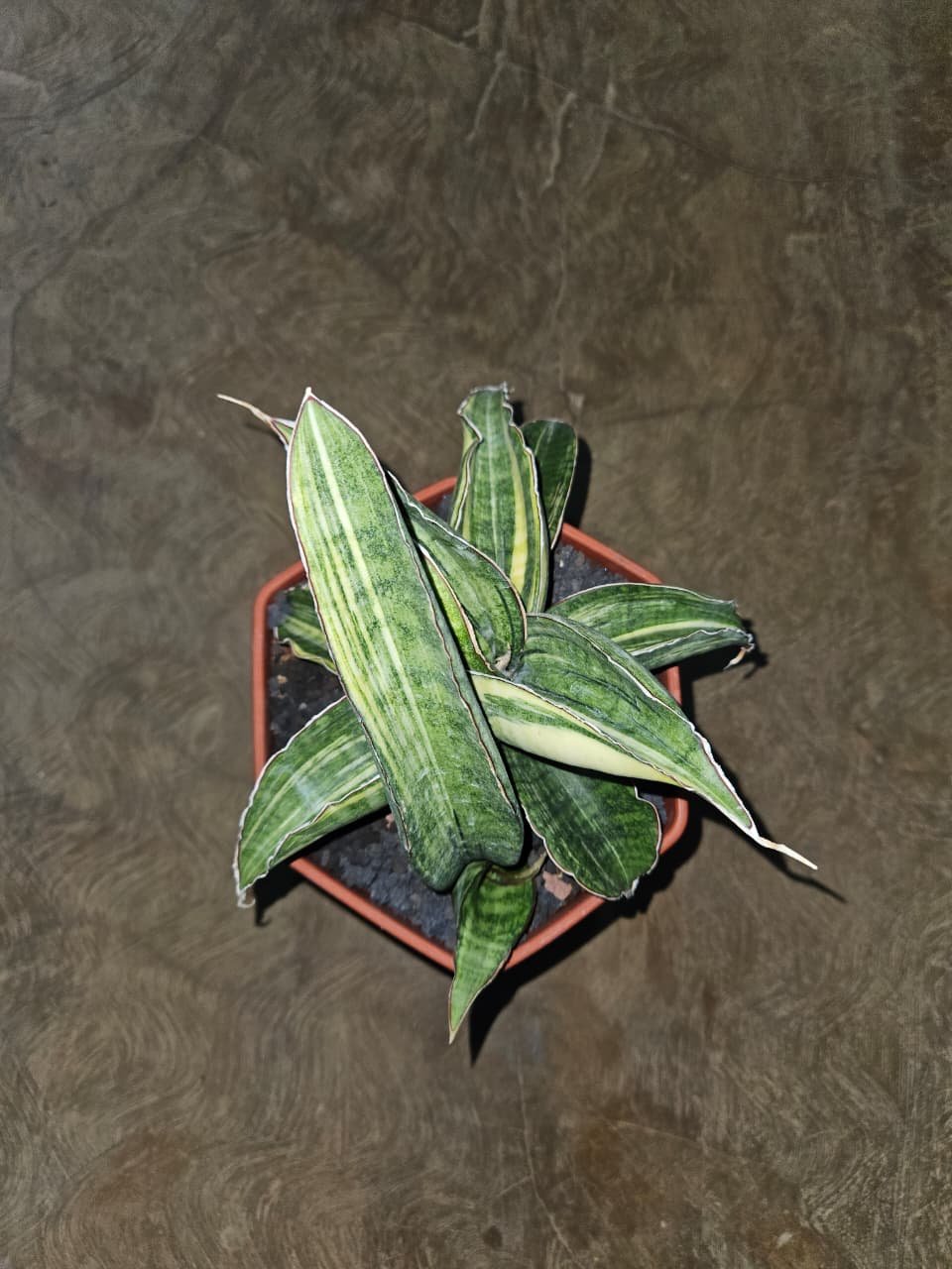 Sansevieria Sinus Zimbabwe Variegated Cluster, real gallery image #1 plants. Picture taken directly from kaktus.id community Sansevieria farmer green houses.