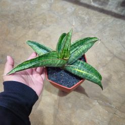 Sansevieria Sinus Zimbabwe Variegated