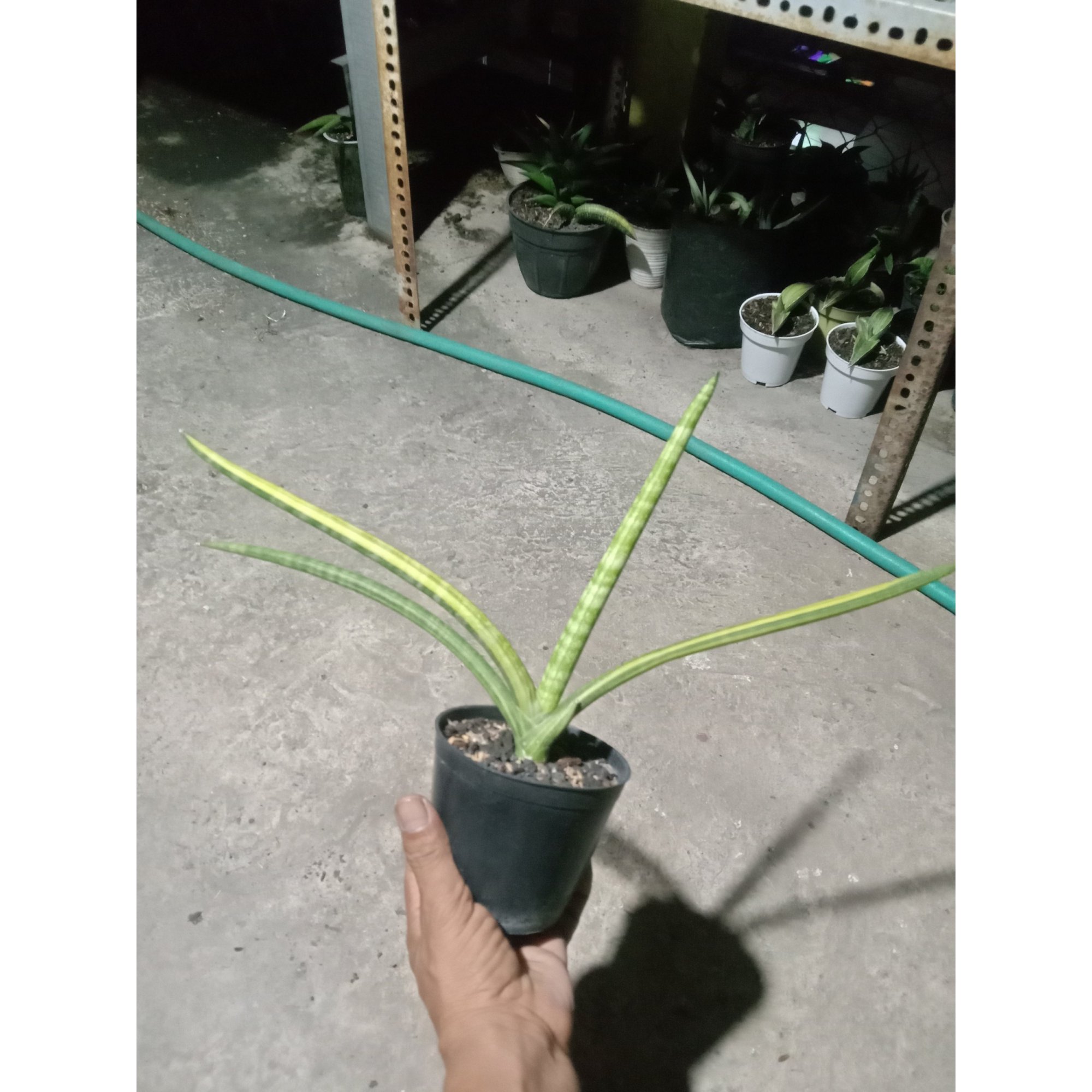 Sansevieria Skyline Variegated, real feature image plant. Picture taken directly from kaktus.id community Sansevieria farmer green houses.