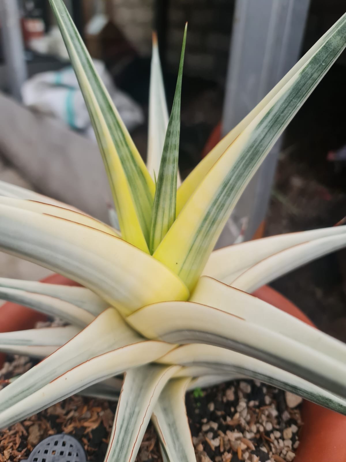 Sansevieria Snow White, real gallery image #1 plants. Picture taken directly from kaktus.id community Sansevieria farmer green houses.