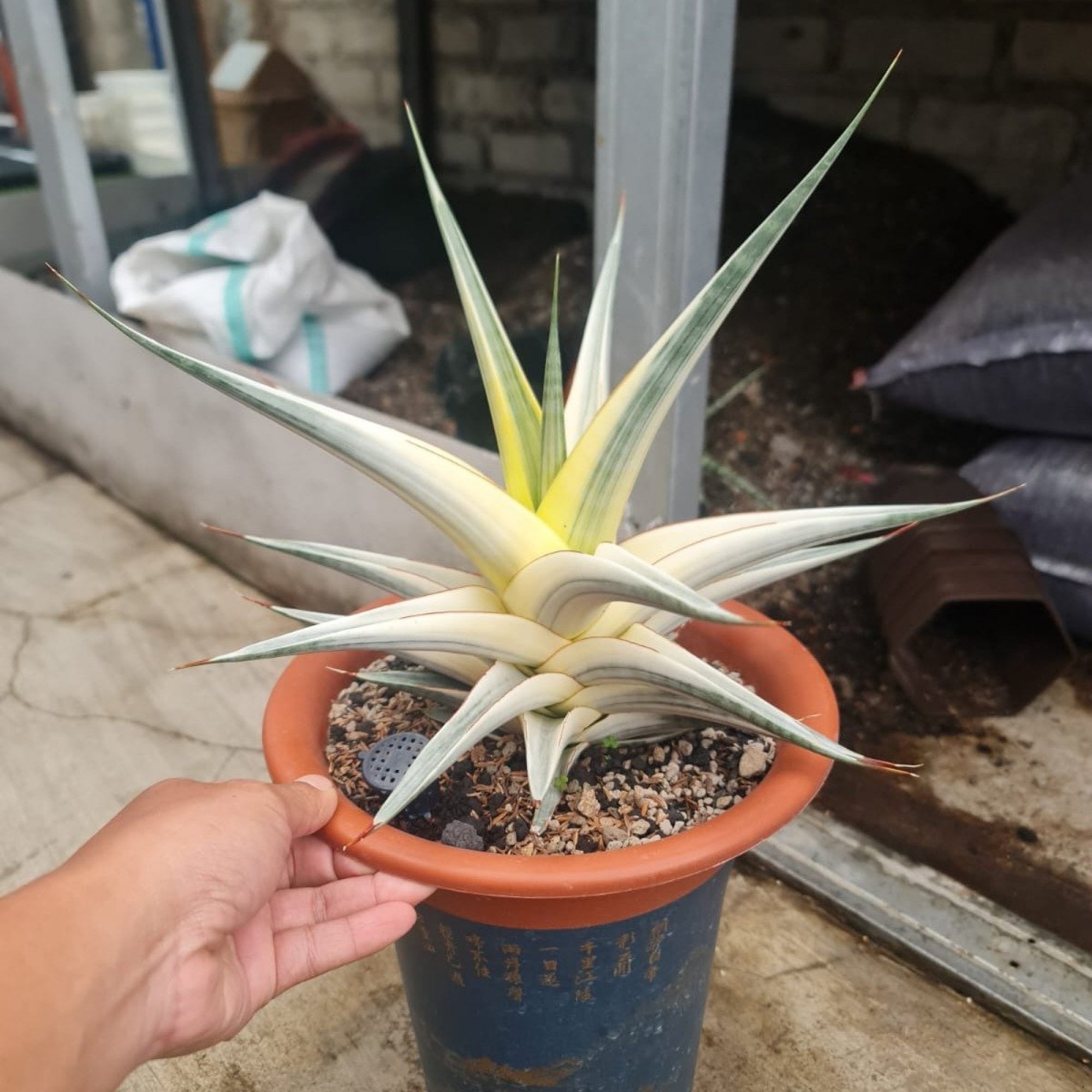 Sansevieria Snow White, real feature image plant. Picture taken directly from kaktus.id community Sansevieria farmer green houses.