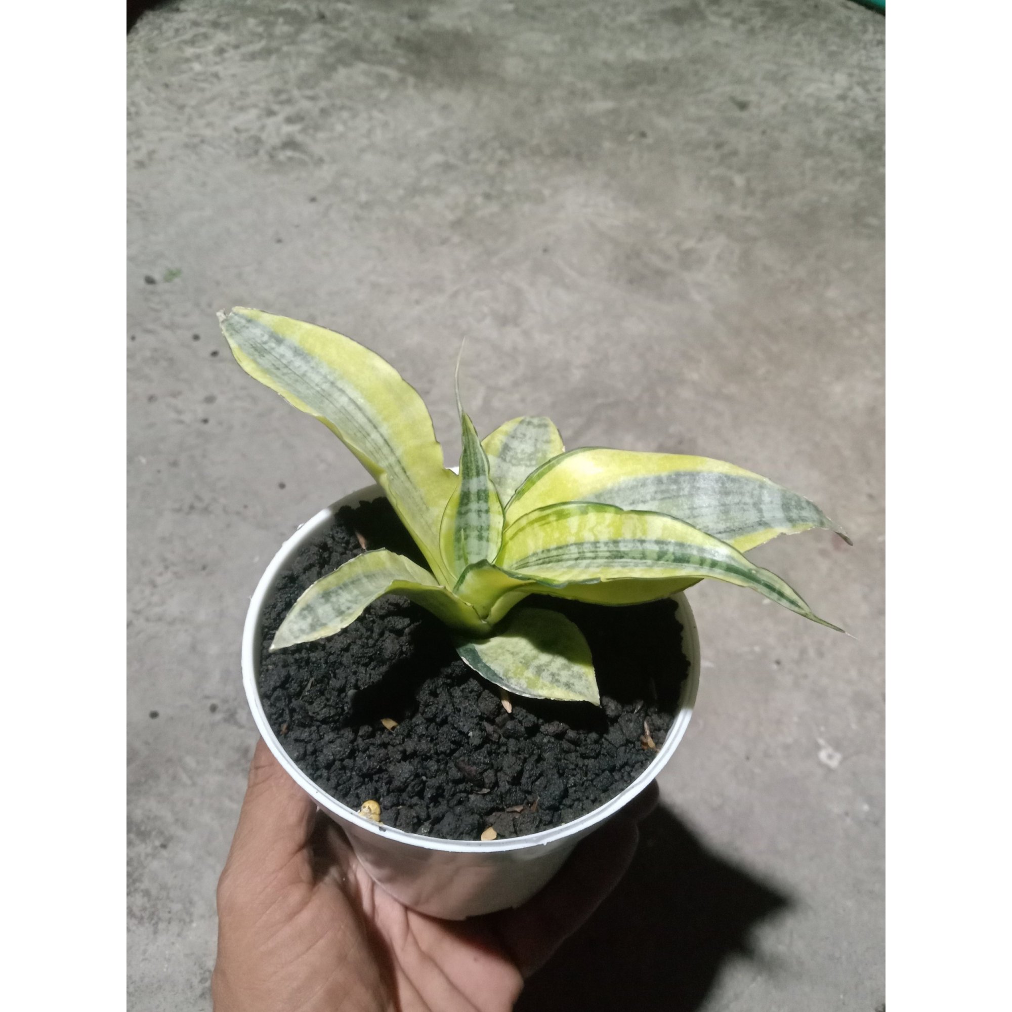 Sansevieria Spider Variegated, real feature image plant. Picture taken directly from kaktus.id community Sansevieria farmer green houses.