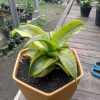 Sansevieria Spyder Variegated ( Good Quality )