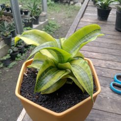 Sansevieria Spyder Variegated ( Good Quality )