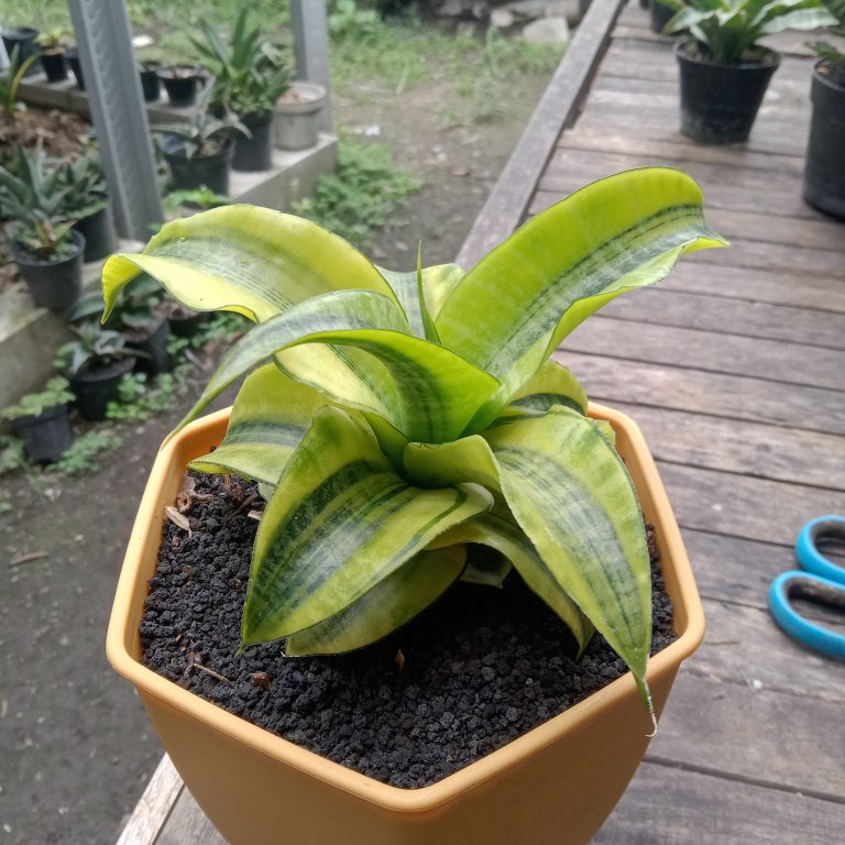 1838. Sansevieria Spyder Variegated ( Good Quality ) ( Appendix I Restricted Items - For Indonesia Shipment Only. )