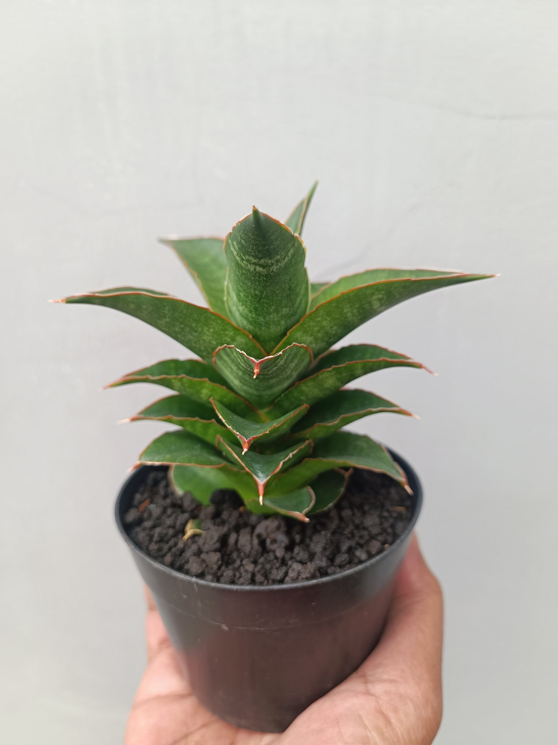 Sansevieria Srirama, real gallery image #1 plants. Picture taken directly from kaktus.id community Sansevieria farmer green houses.