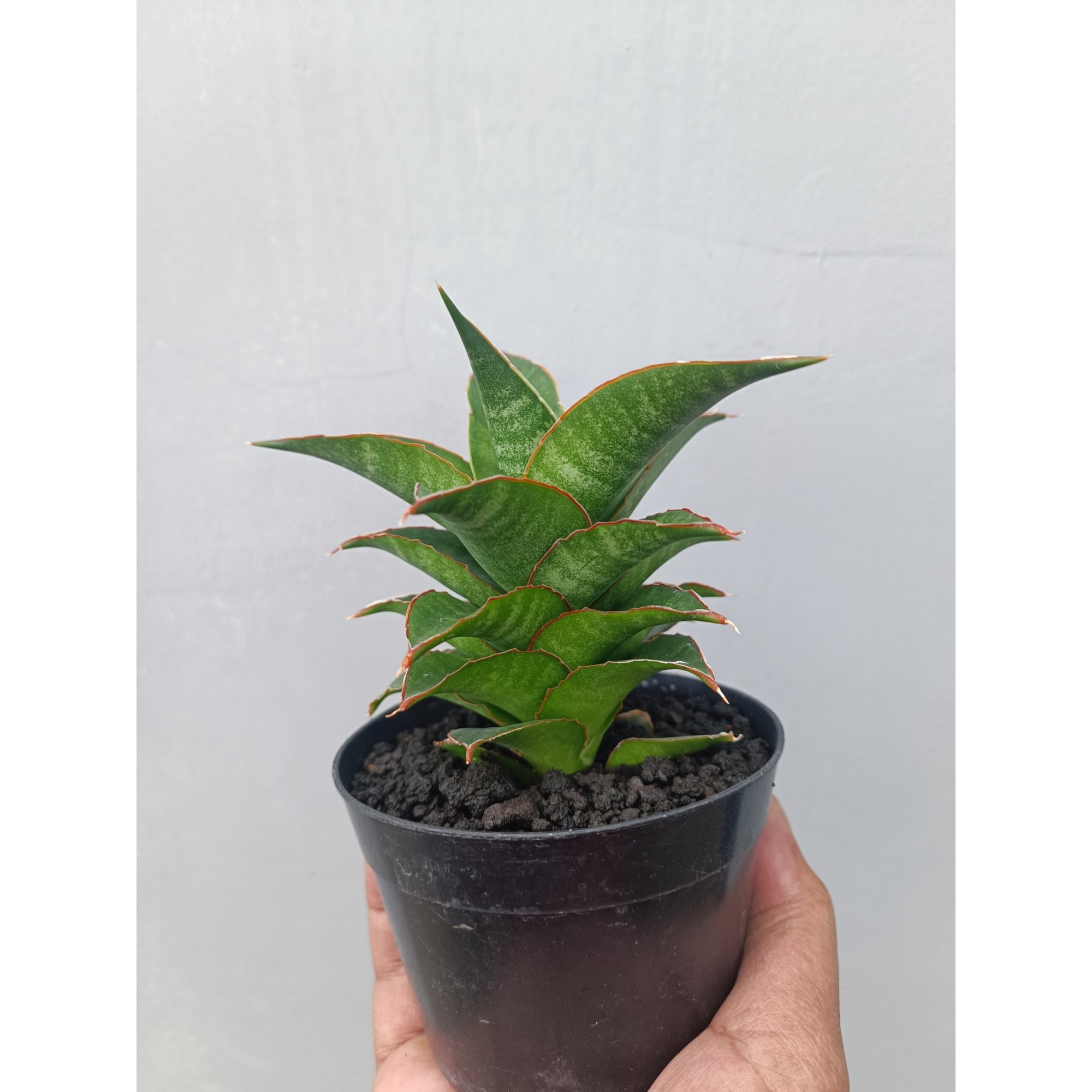Sansevieria Srirama, real feature image plant. Picture taken directly from kaktus.id community Sansevieria farmer green houses.