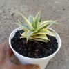 Sansevieria Sweet Celery Variegated