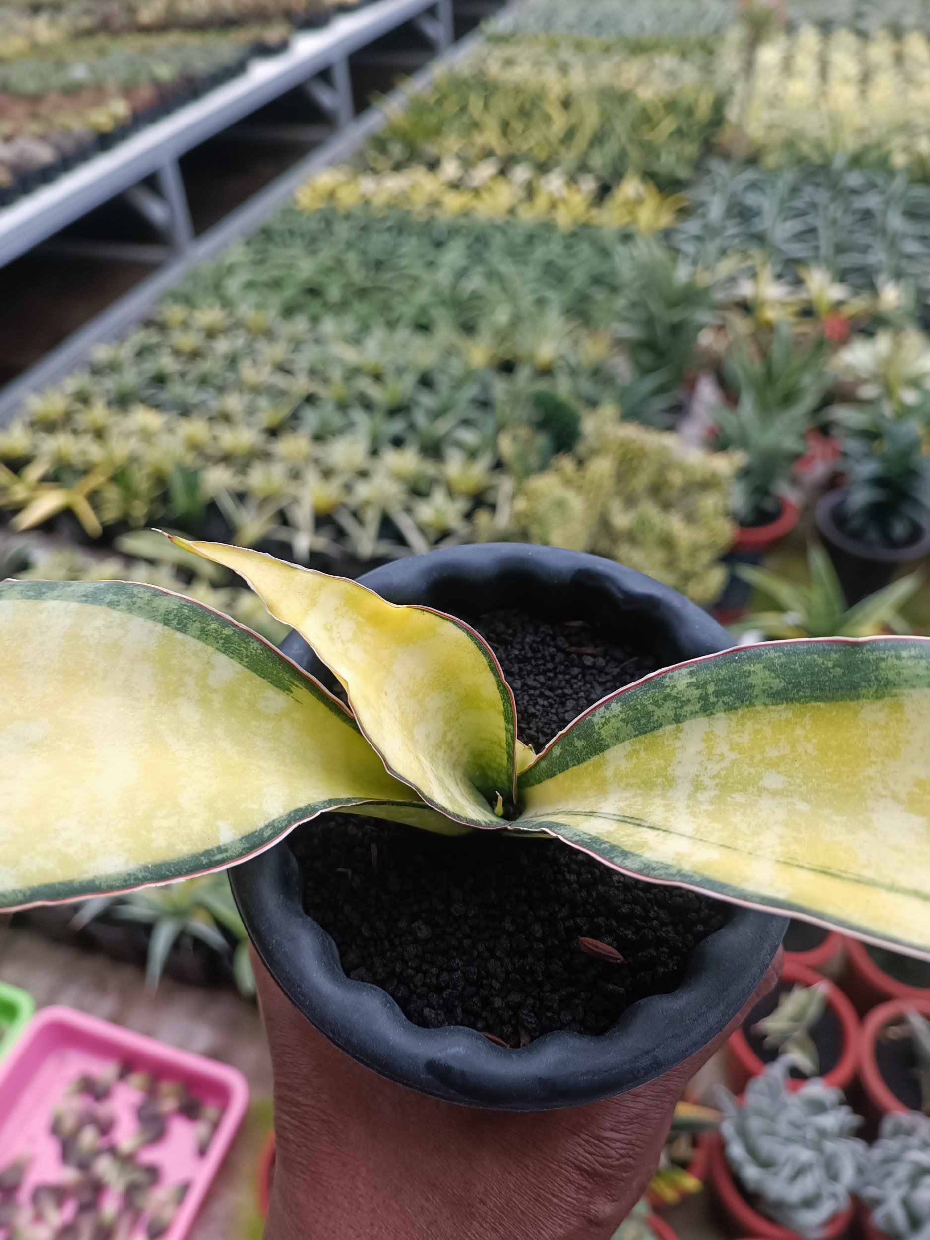 Sansevieria Tiger Blue Variegated, real gallery image #1 plants. Picture taken directly from kaktus.id community Sansevieria farmer green houses.