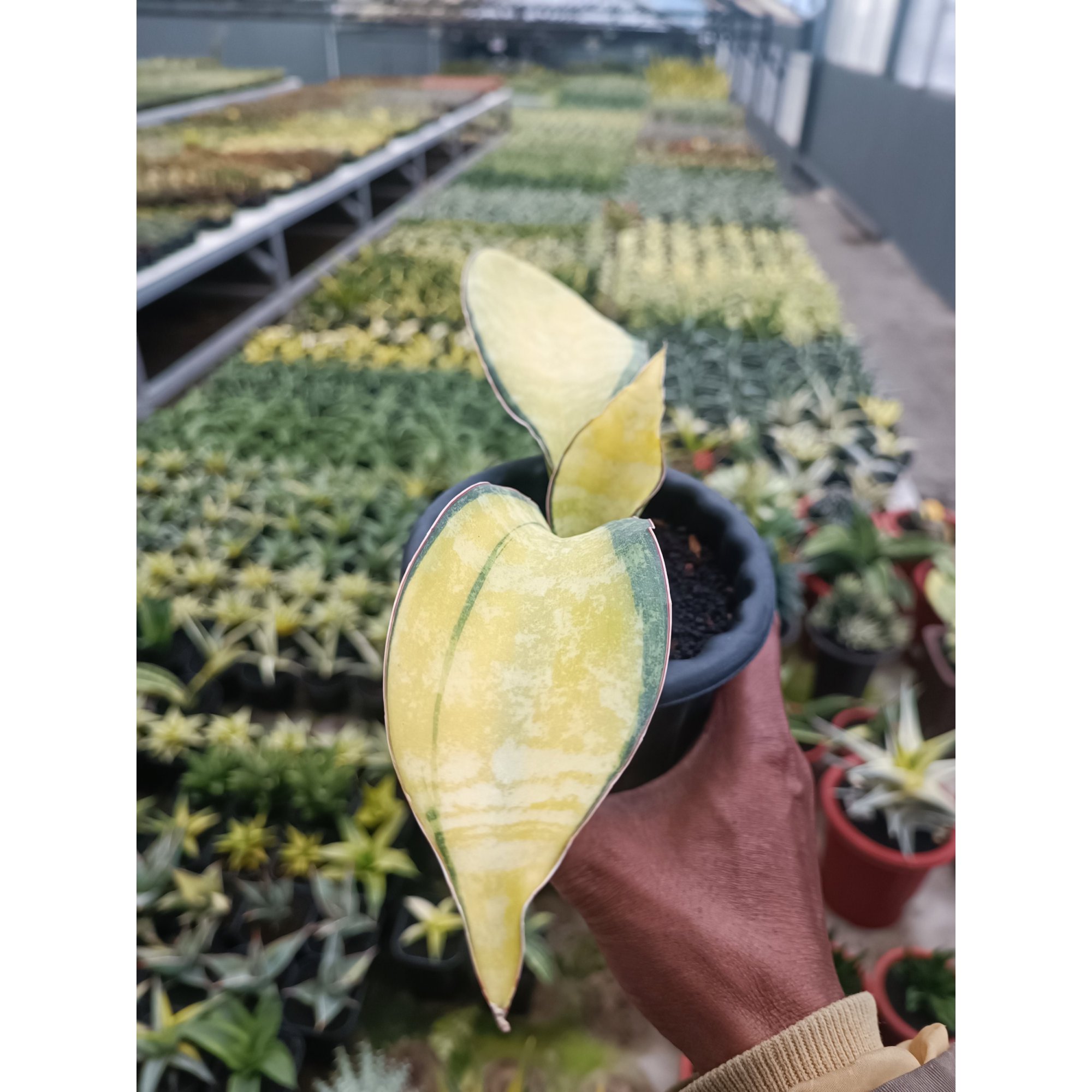 Sansevieria Tiger Blue Variegated, real feature image plant. Picture taken directly from kaktus.id community Sansevieria farmer green houses.