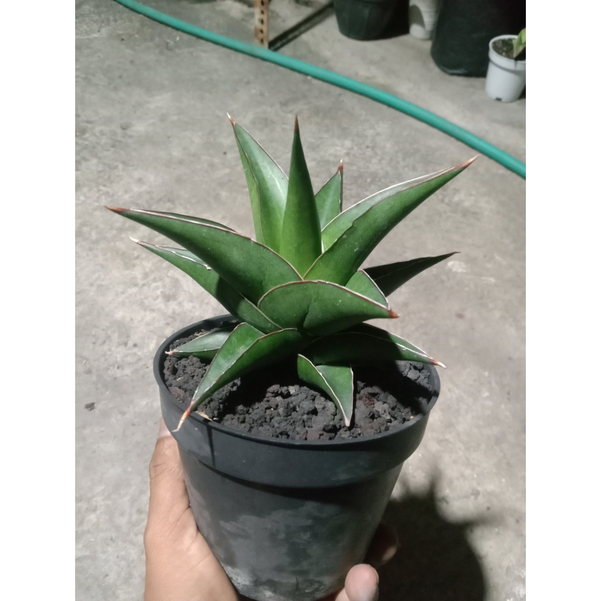 Sansevieria Tower Blue, real feature image plant. Picture taken directly from kaktus.id community Sansevieria farmer green houses.