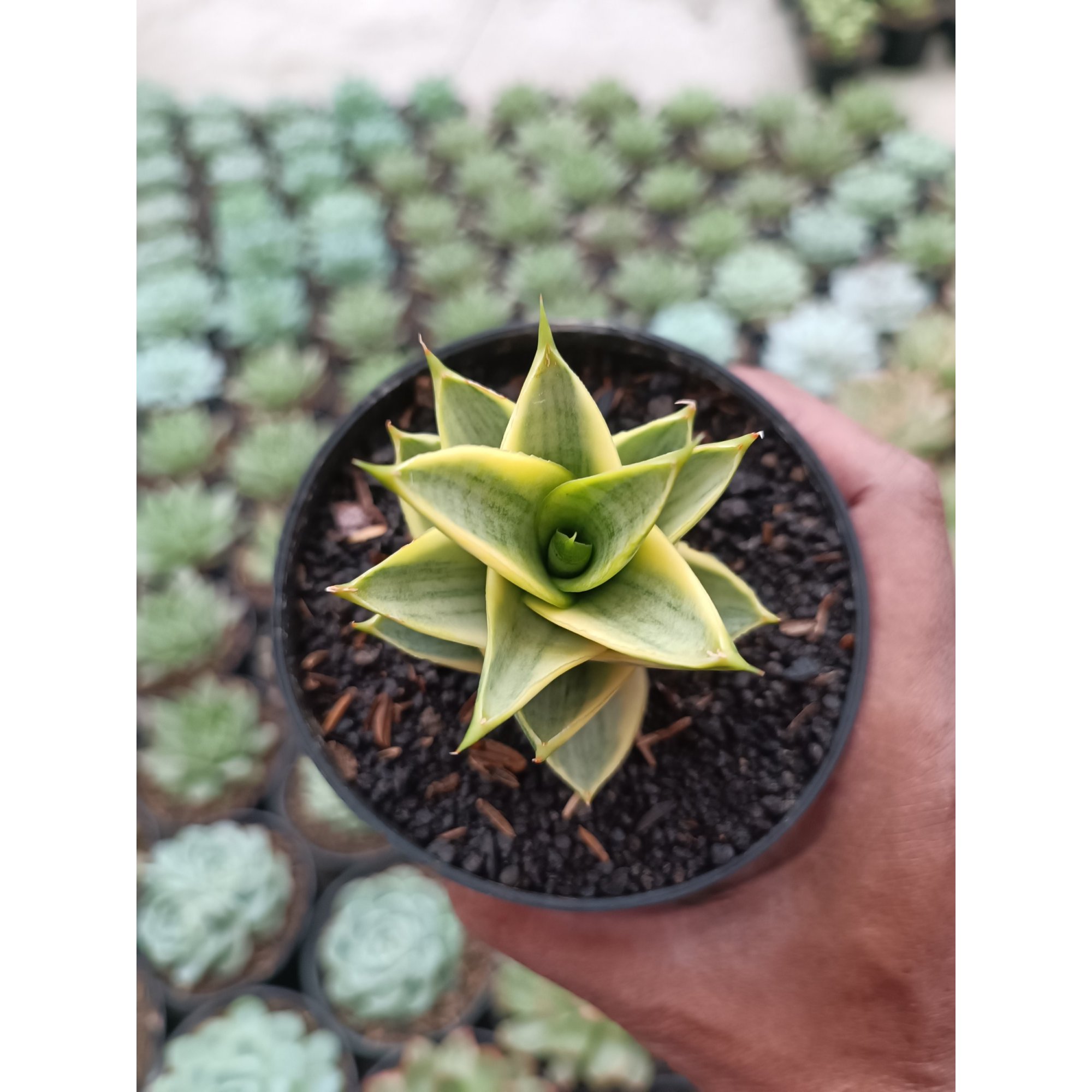 Sansevieria Tower Hybrid Variegated, real feature image plant. Picture taken directly from kaktus.id community Sansevieria farmer green houses.