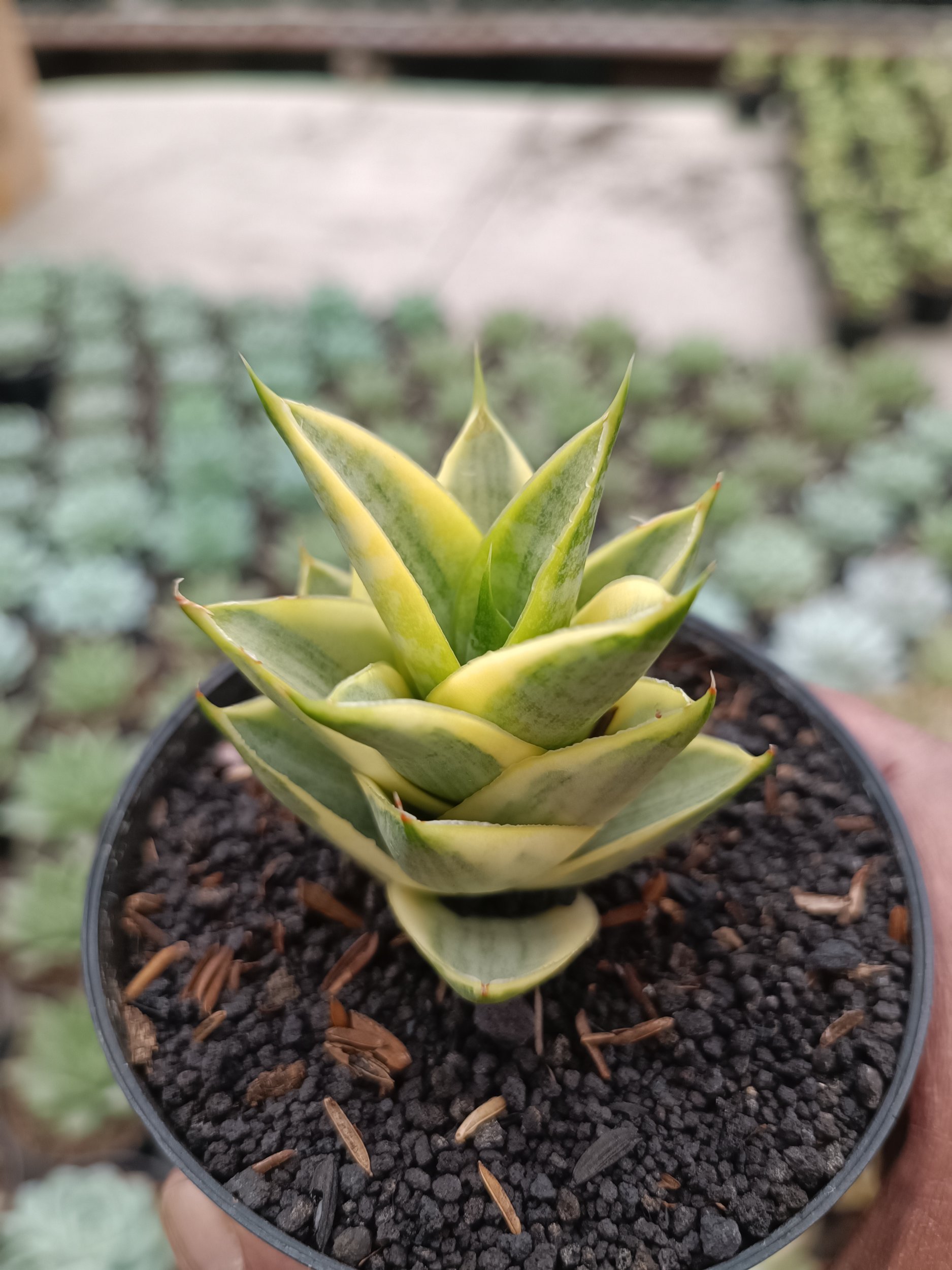Sansevieria Tower Hybrid Variegated, real gallery image #1 plants. Picture taken directly from kaktus.id community Sansevieria farmer green houses.
