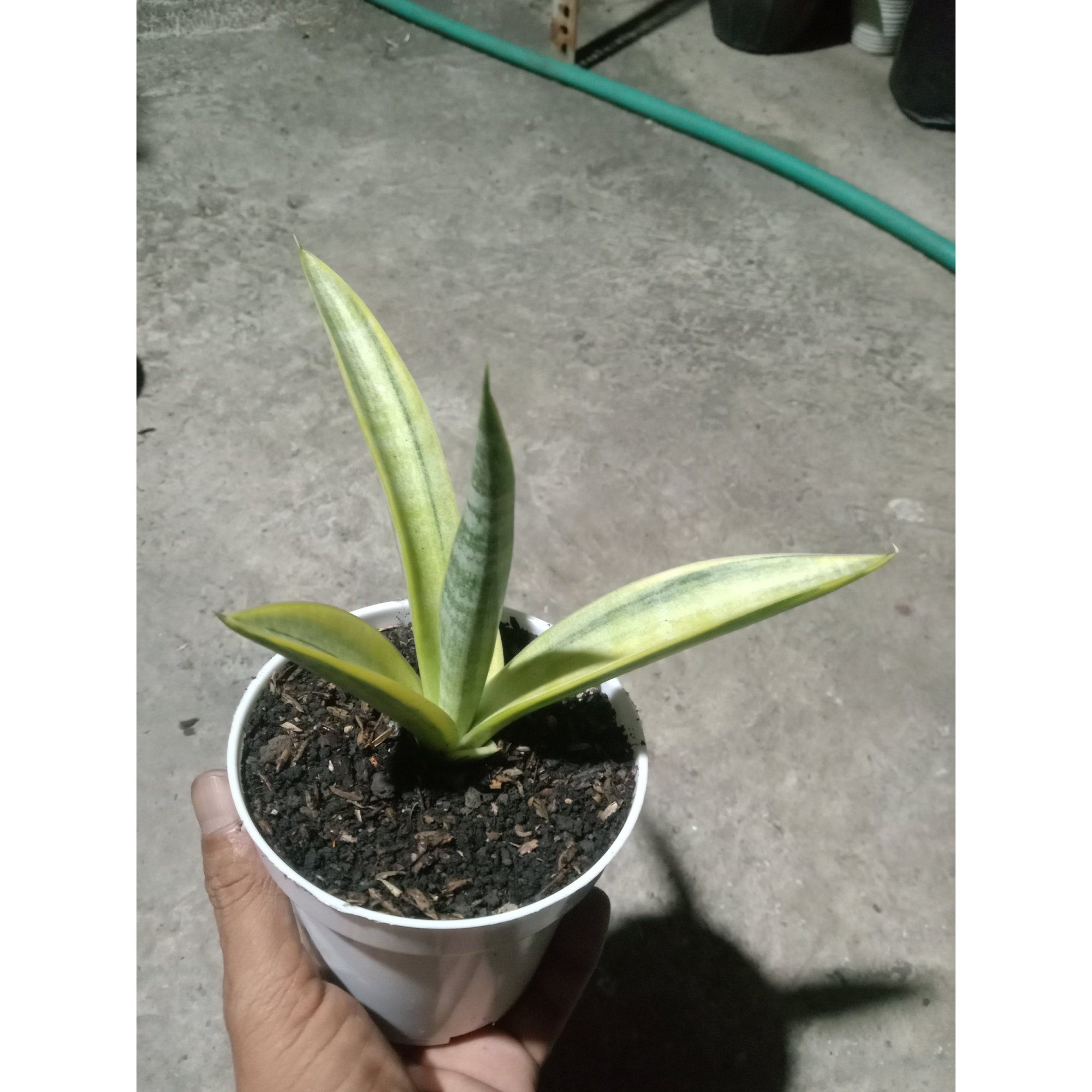 Sansevieria Uganda Variegated, real feature image plant. Picture taken directly from kaktus.id community Sansevieria farmer green houses.