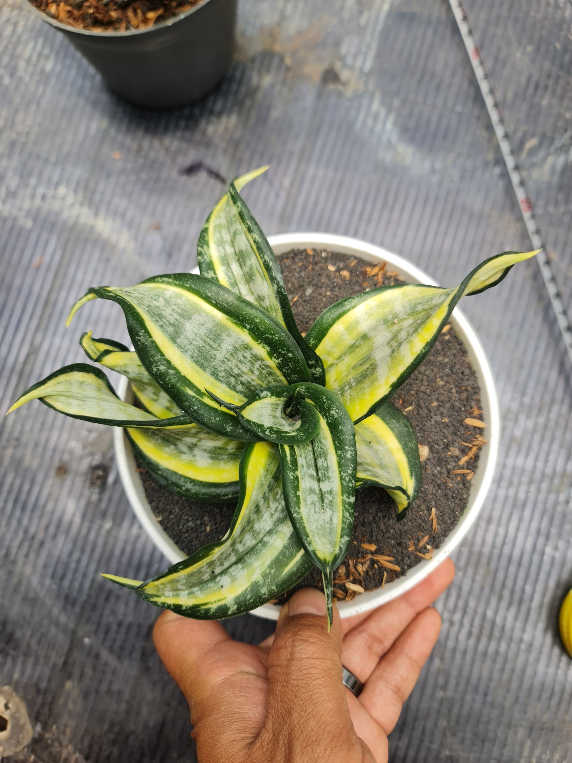 Sansevieria Wendys Licuana Poland, real gallery image #1 plants. Picture taken directly from kaktus.id community Sansevieria farmer green houses.