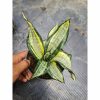 Sansevieria Wendys Licuana Poland