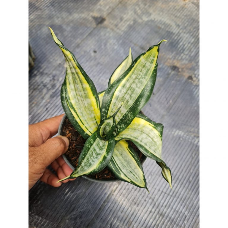 1804. Sansevieria Wendys Licuana Poland