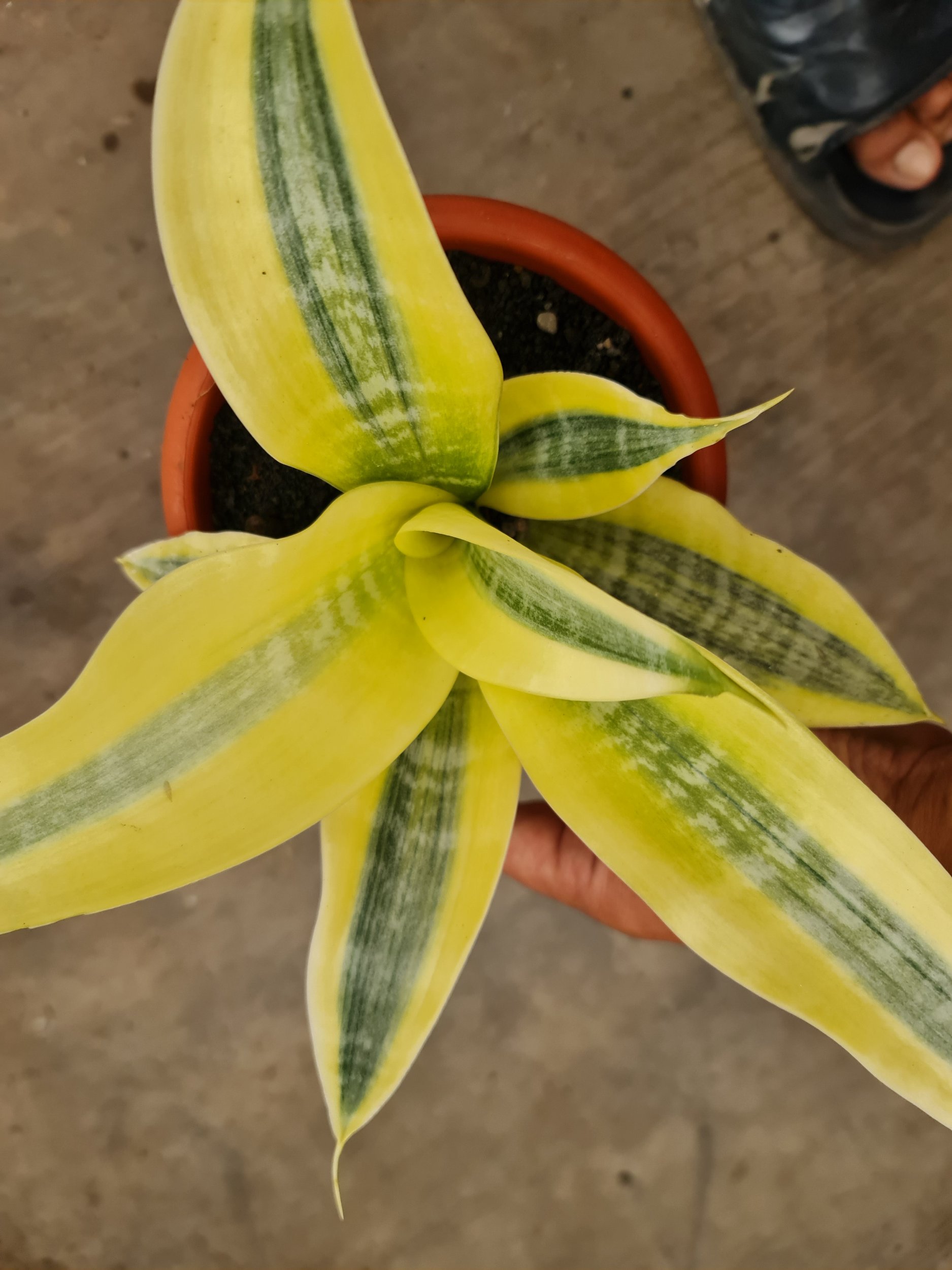 Sansevieria White Gold Lucio Poland, real gallery image #1 plants. Picture taken directly from kaktus.id community Sansevieria farmer green houses.