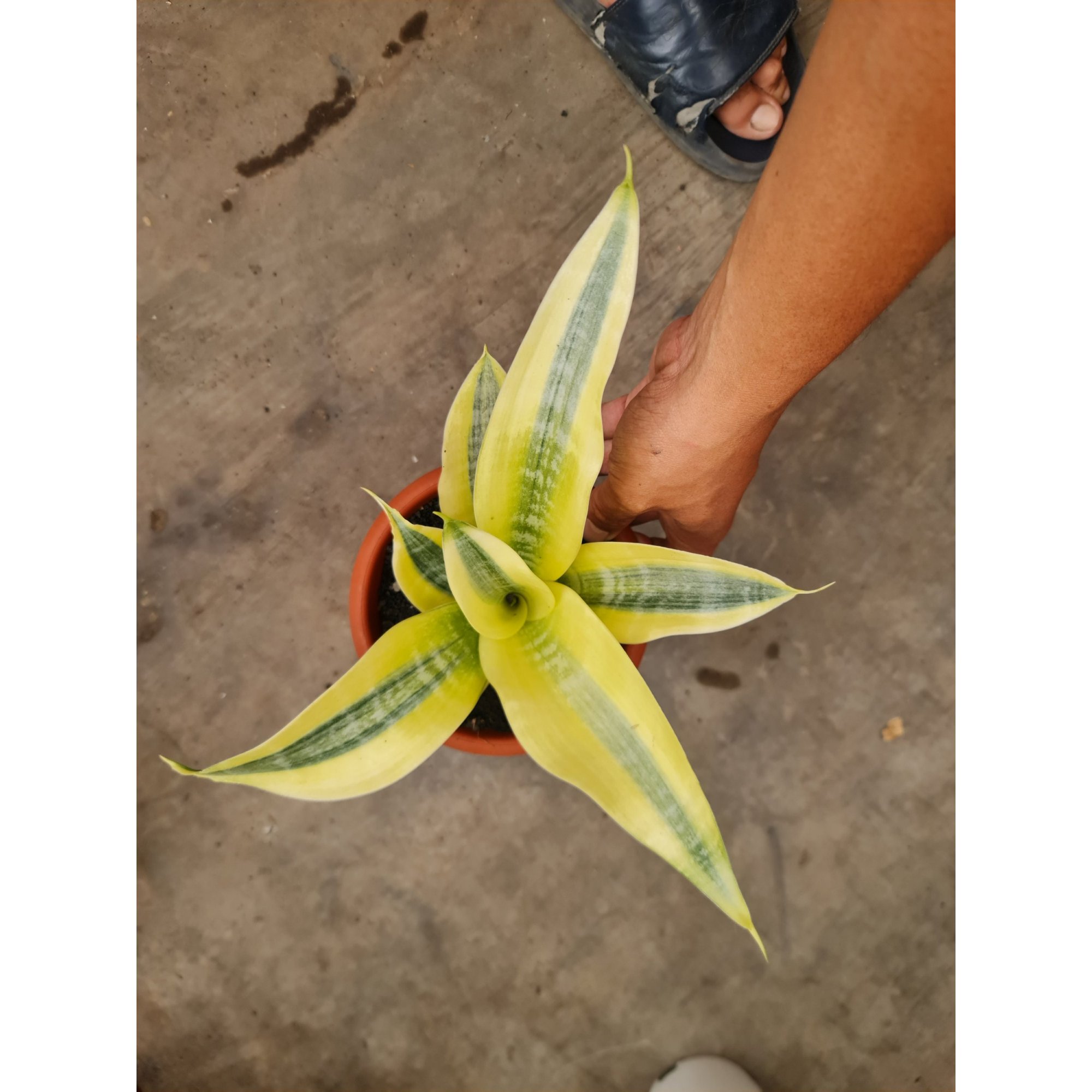 Sansevieria White Gold Lucio Poland, real feature image plant. Picture taken directly from kaktus.id community Sansevieria farmer green houses.