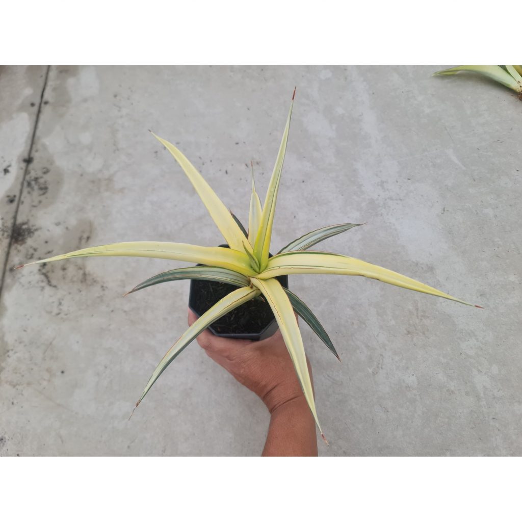 kaktus.id