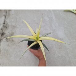 Sansevieria White Pearl